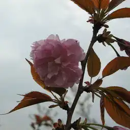 顾村樱花节,2013顾村公园将现千亩樱花盛放