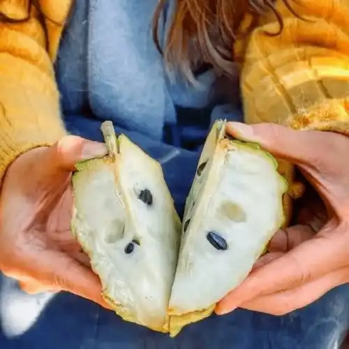 长在树上的冰淇淋湛江这种佛系水果你吃过吗