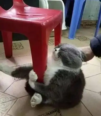搞笑猫咪抱着小板凳,不肯走啊