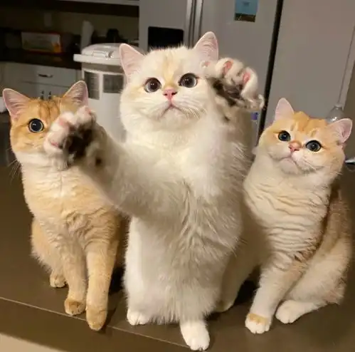 猫咪身上的这五个部位不能经常洗,脏点反而更健康