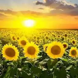 散文心怀阳光,一路前行