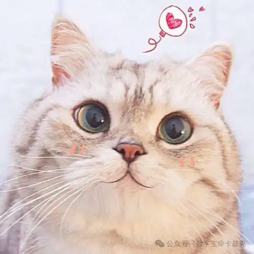 5分钟教你用ai做表情迁移,让一只猫萌萌哒的唱歌腾讯新闻