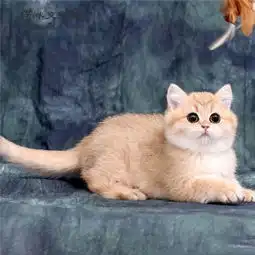 金渐层怎么养如何才能养好一只金渐层猫金渐层市场行情