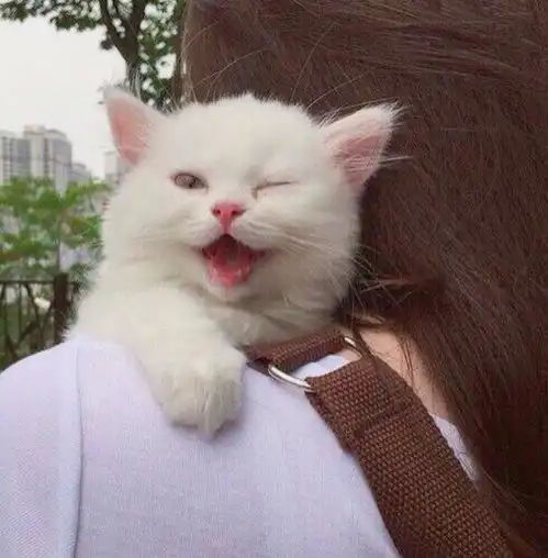 头像男好看可爱系动物丑