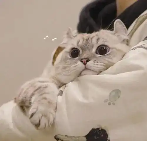 宠物抑郁了,铲屎官该怎么办