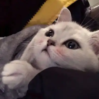 可可爱爱猫咪双人头像