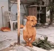 农村里偶遇一条狗,男子看着狗腿一脸懵,网友别笑,这狗有病