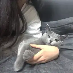 女生猫咪微信头像