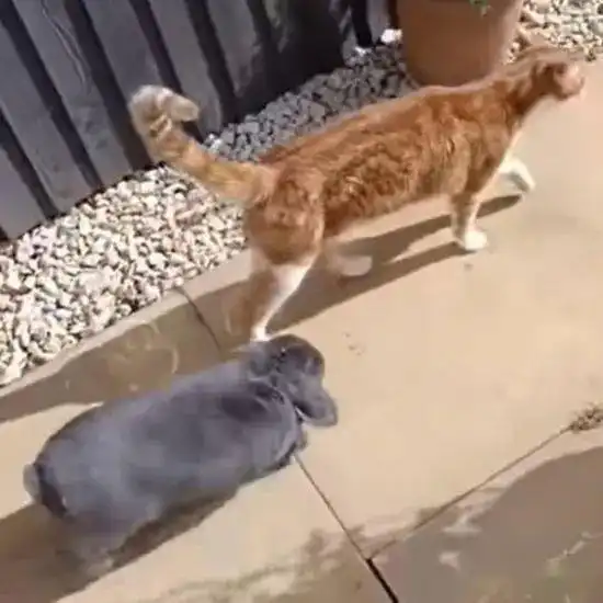 橘猫与垂耳兔卡通头像