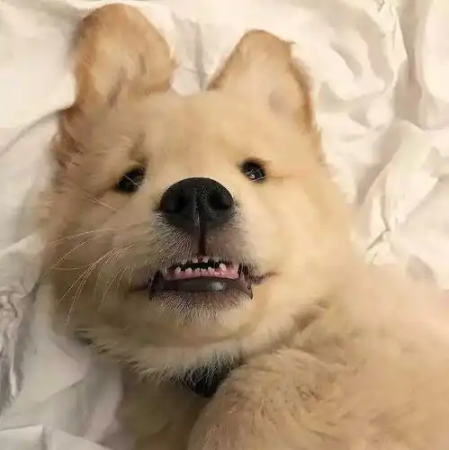 开心一刻笑话早上坐车,对面是一姑娘,旁边坐一老太太