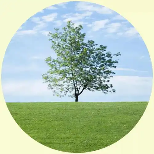 微信头像图片禅系头像大