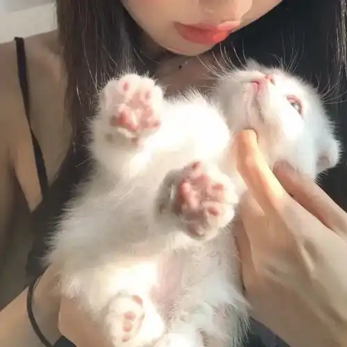 女生抱猫头像我在人间贩卖黄昏,只为收集时间的温柔去见你