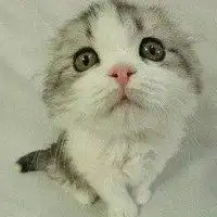 猫头像可爱呆萌微信头像图片大全