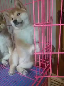 武汉市哪里买纯种柴犬武汉市日系柴犬多少钱纯种柴犬价格