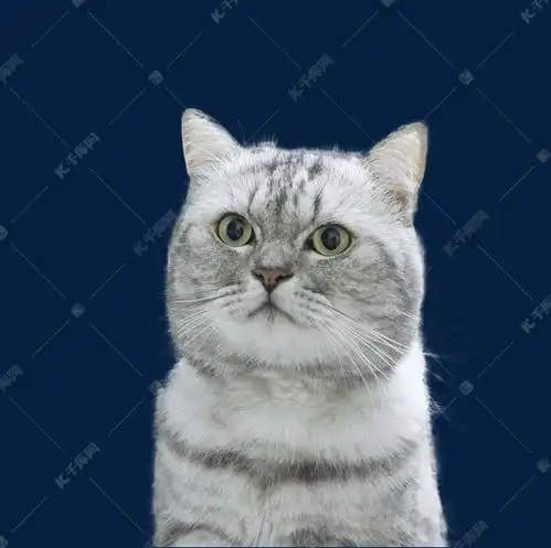 银渐层猫咪素材图片免费下载千库网