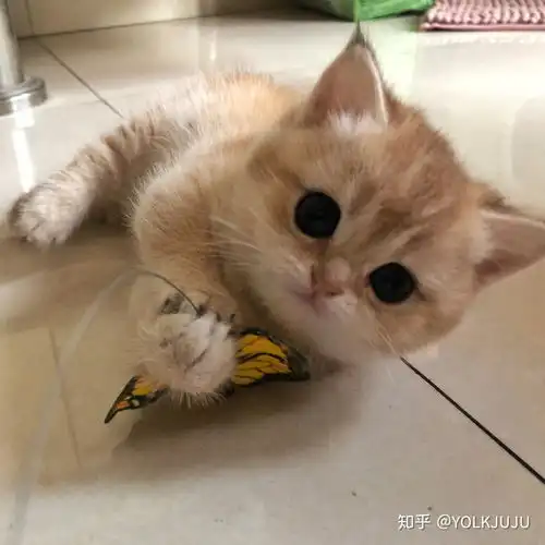 一只金渐层猫舍的价格是2w5w,是猫舍骗我还是真的需要这个价格