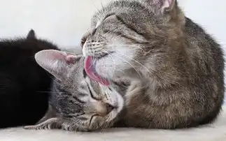 可爱的小猫壁纸桌面