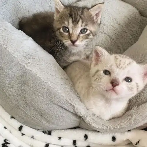 没见过感情这么好的小猫小奶猫姐弟睡觉还要手牵手