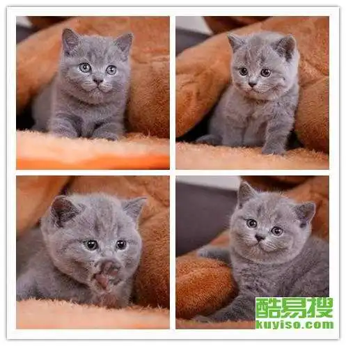 上海酷易搜