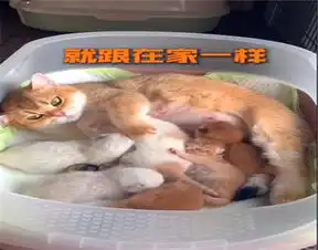 主人测试金渐层的母爱程度,向猫窝放了十只奶猫,结局忍不住笑喷