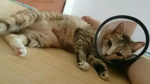 猫身上圆圆的白色,猫身上很多白屑洗不掉