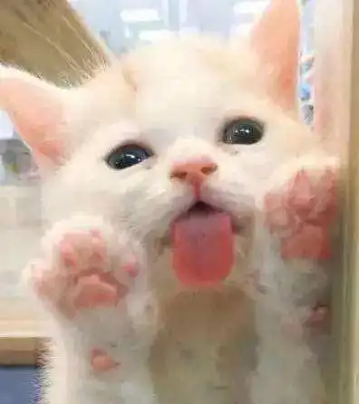我们都有恋足癖猫咪肉垫里的小秘密