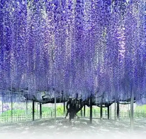 很多人都不知道,在樱花季之后,日本还有一场美翻天的紫藤花瀑布