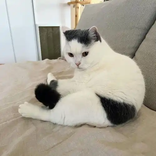 猫咪的黑裤衩传说天天穿着不脱,这才是正经小猫的标配