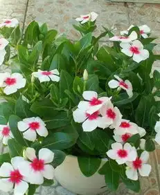 旺桃花的微信头像风水