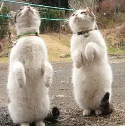 搞笑段子女汉子表白哥们老娘不要做你哥们,我要做你娘们