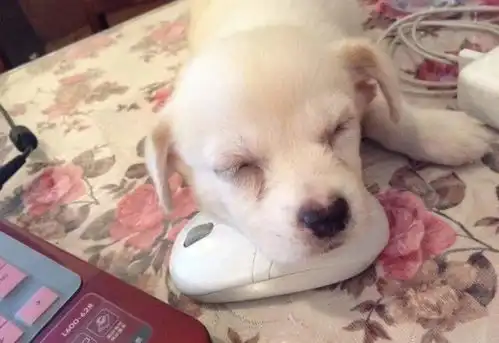 网友失恋后捡到只被遗弃的小奶狗,治愈系狗狗帮助铲屎官走出难过