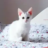 呆萌可爱的猫咪图片头像超萌的猫