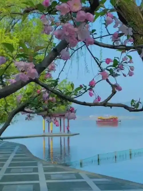 湖边柳如烟,花红耀眼前春光无限美,令人醉如仙西湖治愈系风景