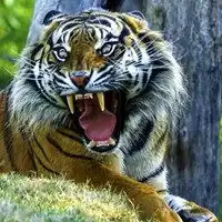 霸气带有杀气的图片