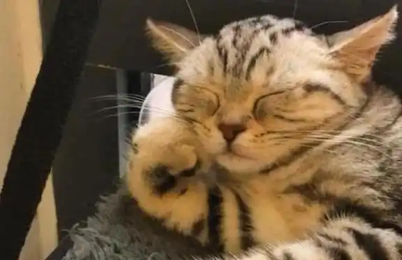 猫咪为什么喜欢跟主人睡觉铲屎官看完不忍心赶走了