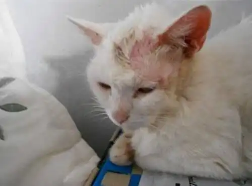 猫咪得猫癣用皮特芬效果好吗