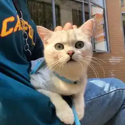 头像很喜欢秋天跟谈恋爱一样早晚都凉