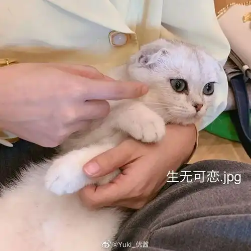 你是猫系女还是犬系女现在最受欢迎的竟然是...