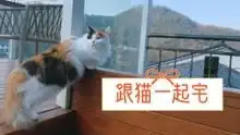 日系猫隐小院的猫生活高清正版视频在线观看