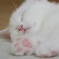 猫系头像个性网微信头像图片大全