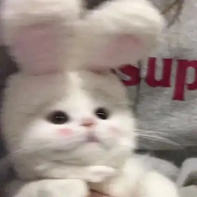 猫咪卡通动漫头像