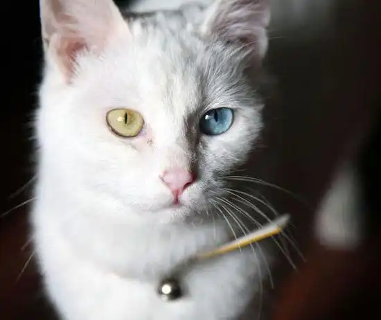 猫咪换毛季须知