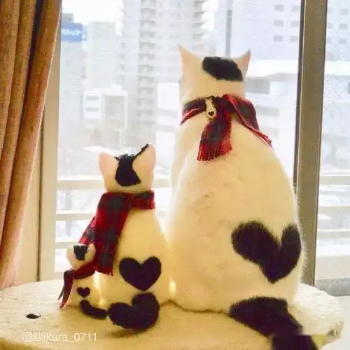 猫咪的背影杀真的怎么都看不够啊