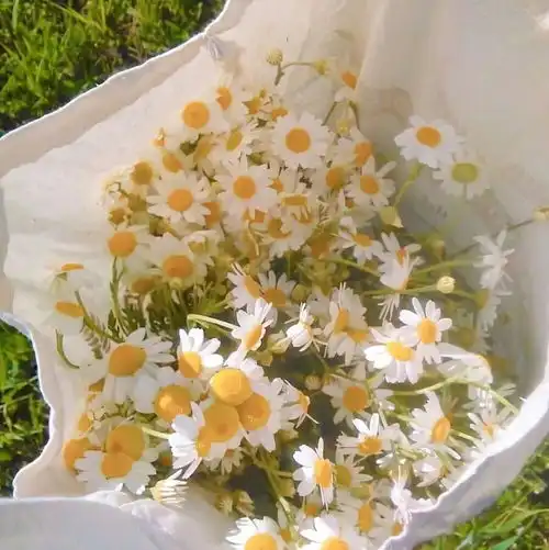 属马女旺财运微信头像