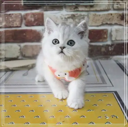 图英短银渐层幼猫英国短毛猫矮脚小猫幼崽活体宠物猫贵阳宠物猫贵阳列表网