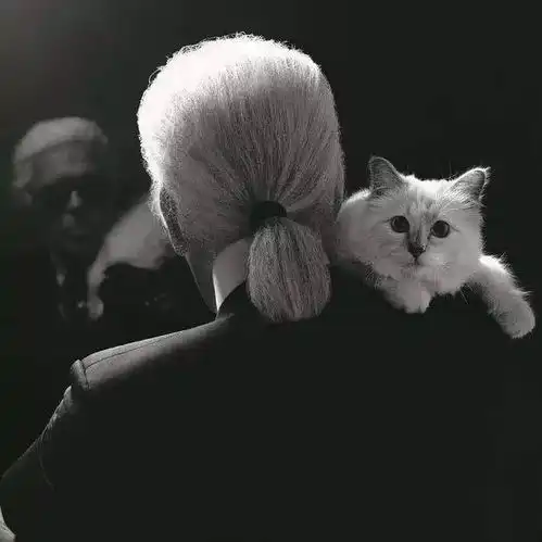 原来他也是猫奴老佛爷我的下辈子,想以猫的身份回来