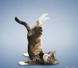 文盲驾考难过科目一小众的权利怎么保障