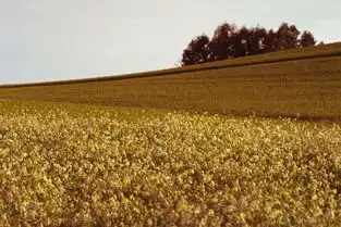花海自然风景花地景色蓝天草地野花图片素材模板下载4.24mb其他大全标志丨符号