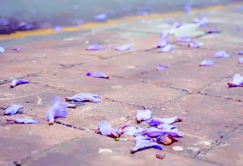 美呆了广州又一个拍花圣地,竟然是蓝色的,超梦幻浪漫