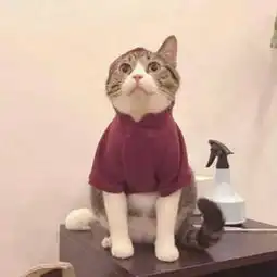 爹系男友动物头像情侣头